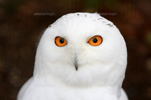 シロフクロウの顔 の写真素材 イラスト素材 アマナイメージズ シロフクロウの顔 の写真素材 イラスト素材 アマナイメージズ