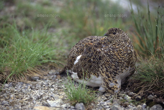 母鳥の羽の中から顔を出すライチョウのヒナ の写真素材 イラスト素材 アマナイメージズ