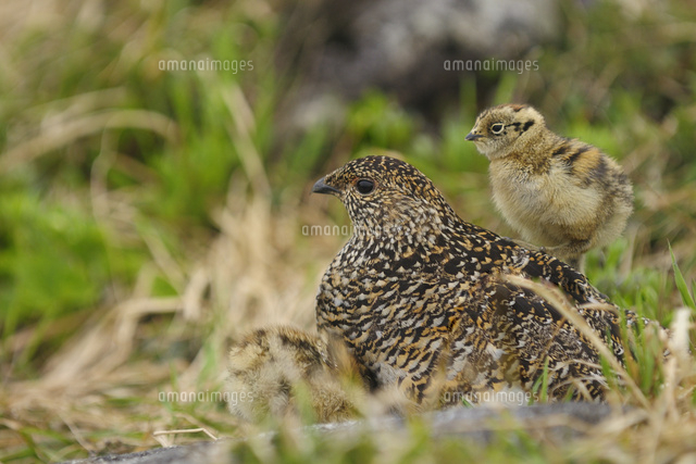 親鳥の背中に乗るライチョウの雛 の写真素材 イラスト素材 アマナイメージズ 親鳥の背中に乗るライチョウの雛 の写真素材 イラスト素材 アマナイメージズ