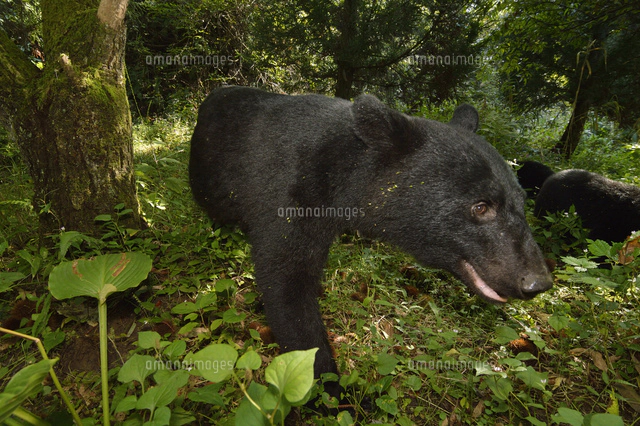 けもの道を行くツキノワグマ の写真素材 イラスト素材 アマナイメージズ
