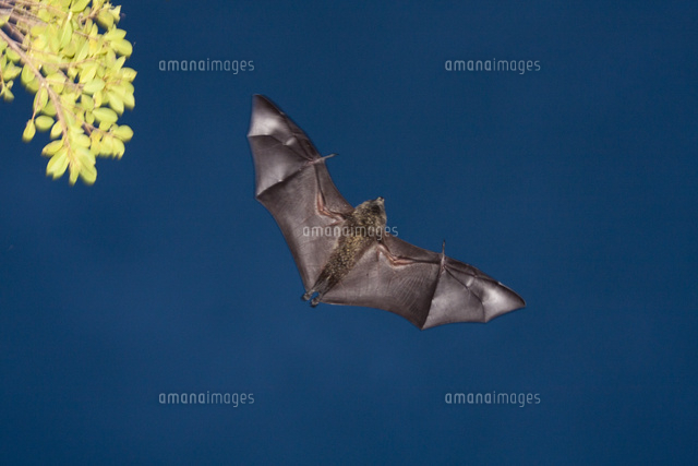 空を飛ぶオガサワラオオコウモリ の写真素材 イラスト素材 アマナイメージズ
