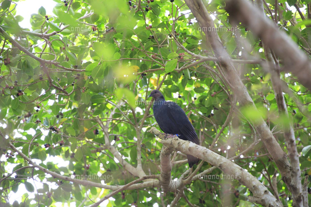 ガジュマルの実を食べるアカガシラカラスバト の写真素材 イラスト素材 アマナイメージズ ガジュマルの実を食べるアカガシラカラスバト の写真素材 イラスト素材 アマナイメージズ