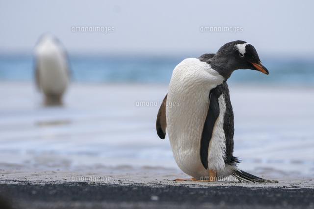 海辺にたたずむジェンツーペンギン[32282000261]の写真・イラスト素材