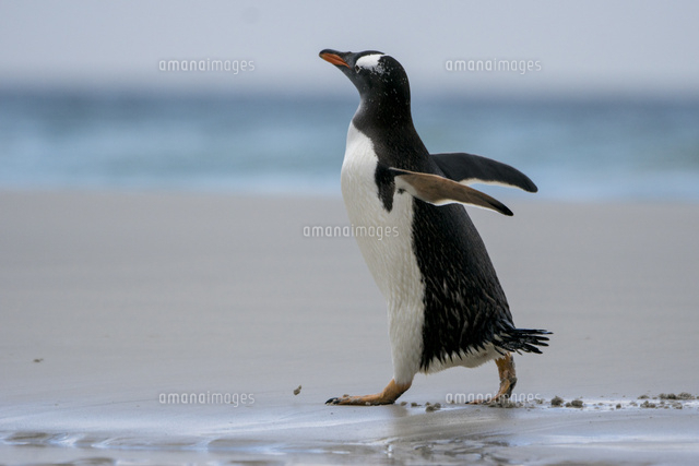 海辺を歩くジェンツーペンギン の写真素材 イラスト素材 アマナイメージズ