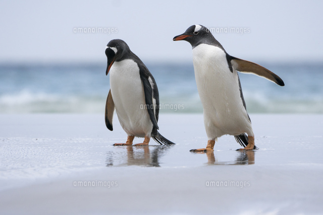 海辺を歩くジェンツーペンギン の写真素材 イラスト素材 アマナイメージズ