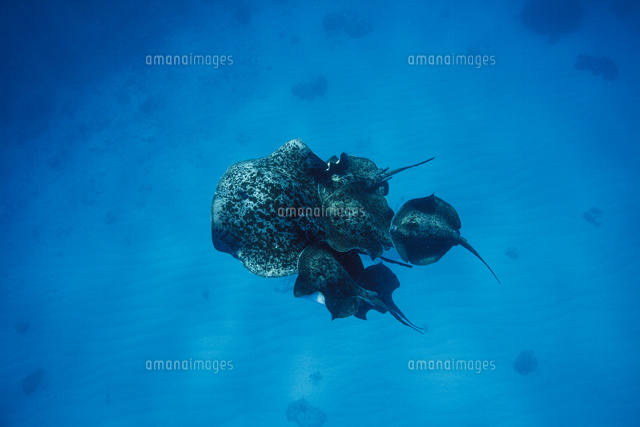 交尾行動で群れるマダラエイ の写真素材 イラスト素材 アマナイメージズ