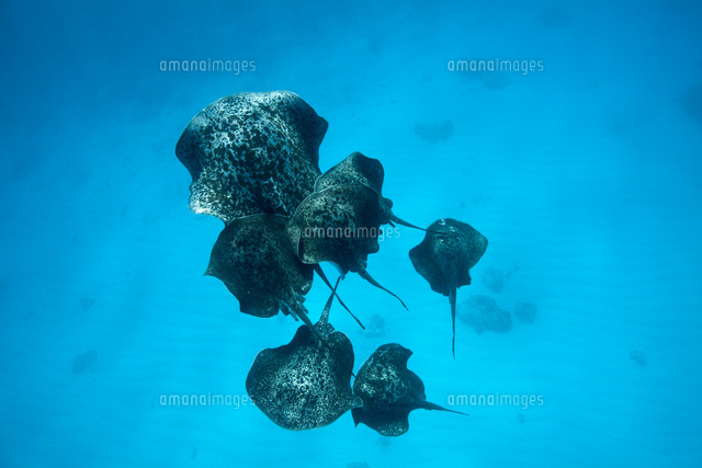 交尾行動で群れるマダラエイ の写真素材 イラスト素材 アマナイメージズ