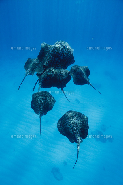 交尾行動で群れるマダラエイ の写真素材 イラスト素材 アマナイメージズ