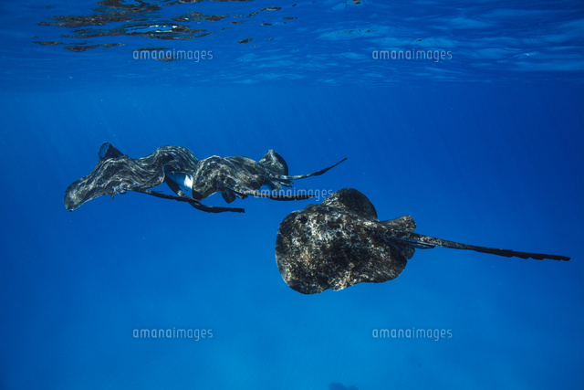 エイ目の写真素材 ストックフォト アマナイメージズ