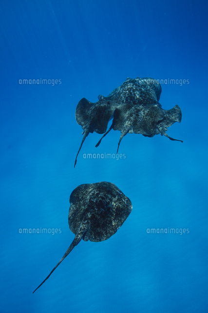 交尾行動で群れるマダラエイ の写真素材 イラスト素材 アマナイメージズ