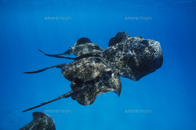 交尾行動で群れるマダラエイ の写真素材 イラスト素材 アマナイメージズ