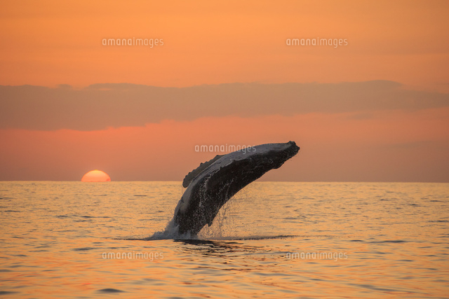 夕日をバックにブリーチングをするザトウクジラ の写真素材 イラスト素材 アマナイメージズ 夕日をバックにブリーチングをするザトウクジラ の写真素材 イラスト素材 アマナイメージズ