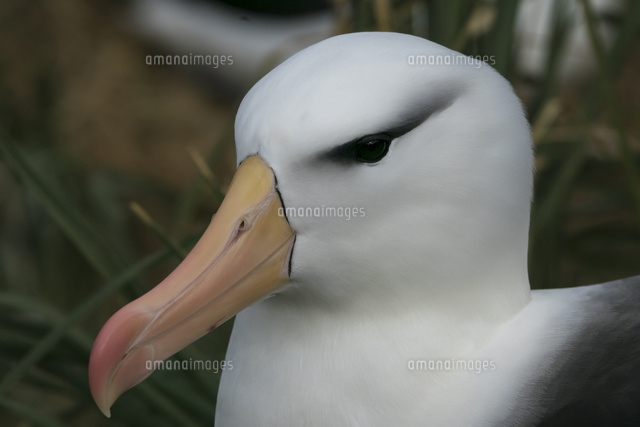 マユグロアホウドリの顔 の写真素材 イラスト素材 アマナイメージズ
