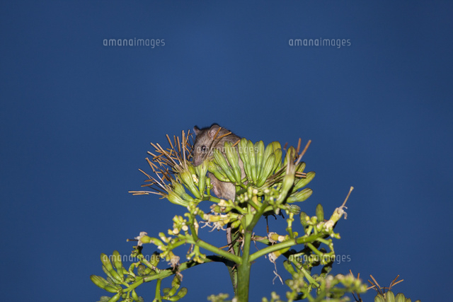 リュウゼツランの花を食べるクマネズミ の写真素材 イラスト素材 アマナイメージズ