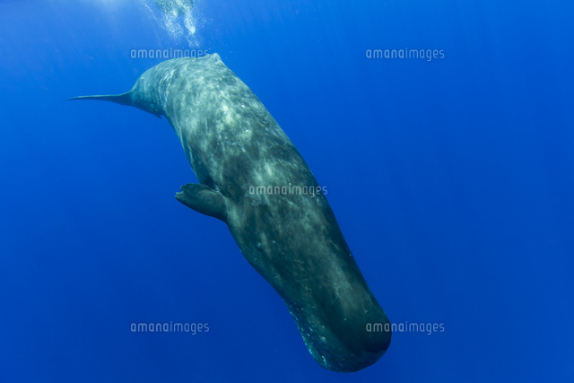 深海へ潜るマッコウクジラ[32282001671]の写真・イラスト素材｜アマナ 