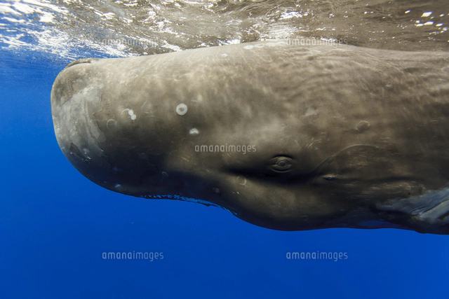 マッコウクジラの親子[32282001699]の写真・イラスト素材｜アマナ