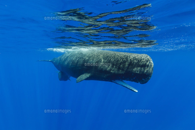 マッコウクジラの親子[32282001699]の写真・イラスト素材｜アマナ