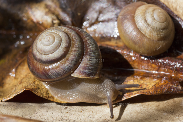 小笠原固有種のコガネカタマイマイ[32282002077]の写真・イラスト素材