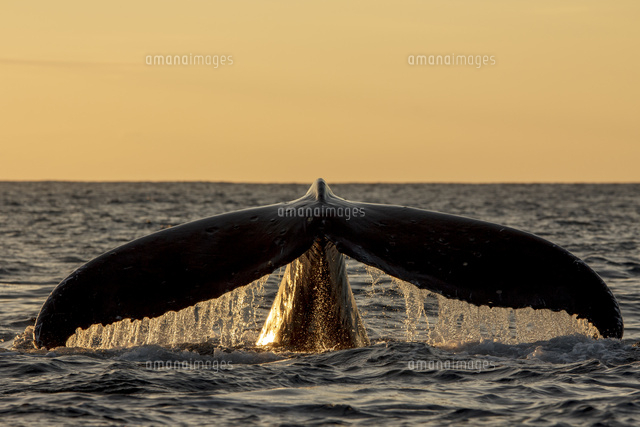 最終値下げ！ 壁掛け クジラの尾びれ オブジェ 鯨 レストラン クジラ