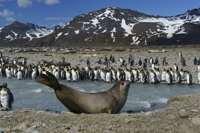 ※新作※レジンアート（ペンギン達とアザラシ） レジンアート（ペンギン達とアザラシ） キングペンギンの群れの前で尾