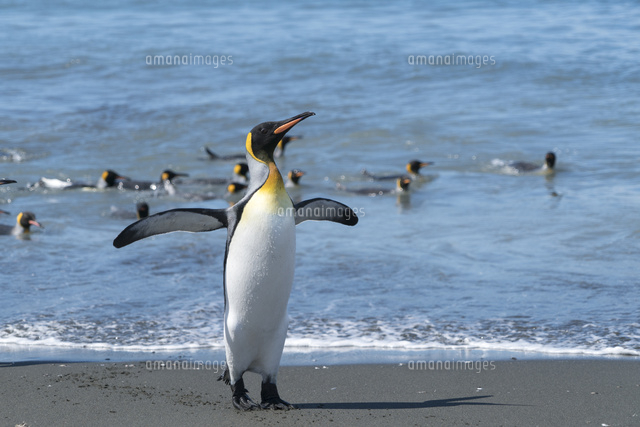 海から戻ってきてポーズを取るキングペンギン の写真素材 イラスト素材 アマナイメージズ