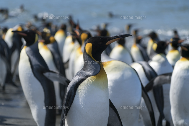 海から戻ってきたキングペンギン の写真素材 イラスト素材 アマナイメージズ