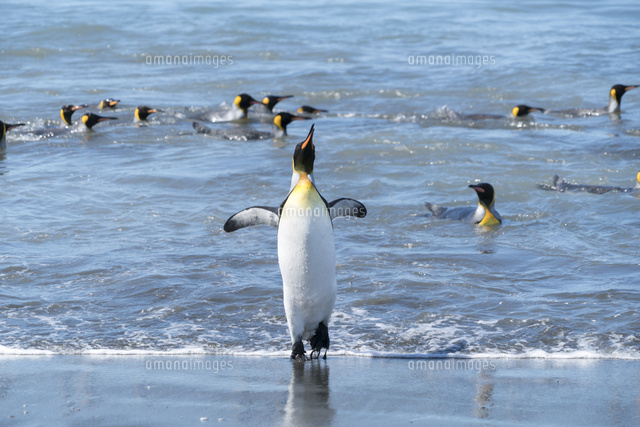 海から戻ってきて声を上げるキングペンギン の写真素材 イラスト素材 アマナイメージズ