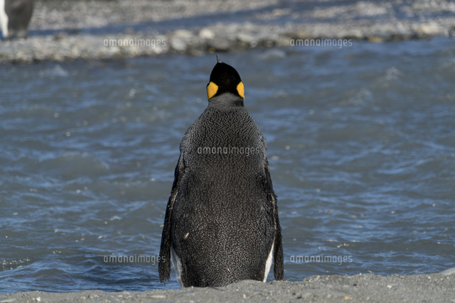 川を渡ろうとするキングペンギン の写真素材 イラスト素材 アマナイメージズ