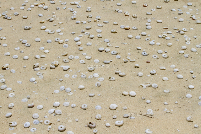 南島のヒロベソカタマイマイ[32282003103]の写真・イラスト素材