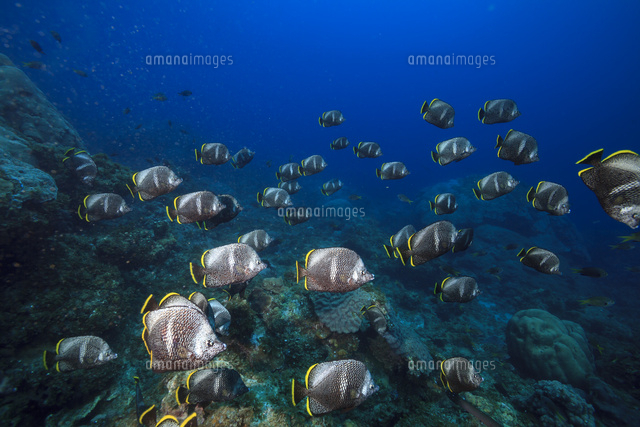小笠原のユウゼン玉 の写真素材 イラスト素材 アマナイメージズ