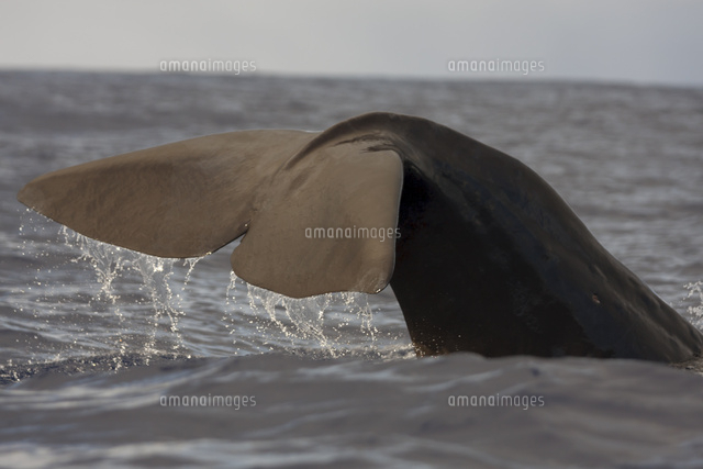 尾びれを上げて潜るマッコウクジラ の写真素材 イラスト素材 アマナイメージズ