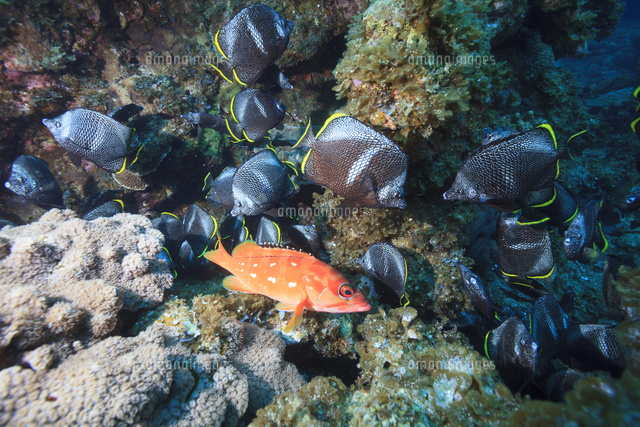 小笠原のアカハタとユウゼン玉 の写真素材 イラスト素材 アマナイメージズ
