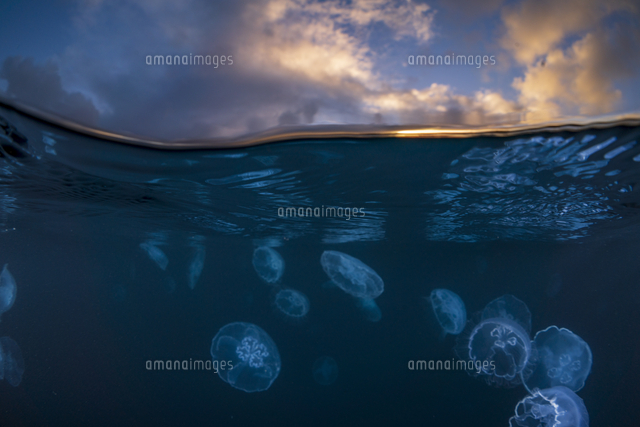 小笠原の海 夕暮れの海を漂うミズクラゲ 半水面 の写真素材 イラスト素材 アマナイメージズ