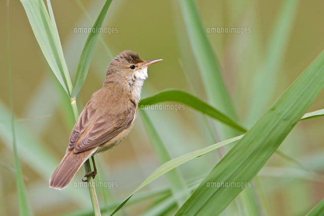 ヨーロッパヨシキリ の写真素材 イラスト素材 アマナイメージズ