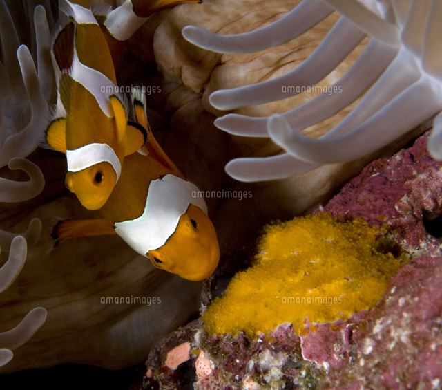 センジュイソギンチャクに隠れるカクレクマノミ の写真素材 イラスト素材 アマナイメージズ