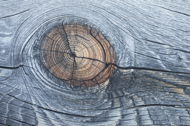 ロッジポールパイン の写真素材 イラスト素材 アマナイメージズ