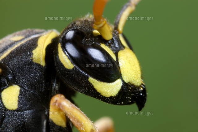 ヨーロッパアシナガバチ の写真素材 イラスト素材 アマナイメージズ