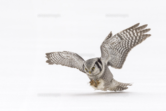 オナガフクロウ の写真素材 イラスト素材 アマナイメージズ