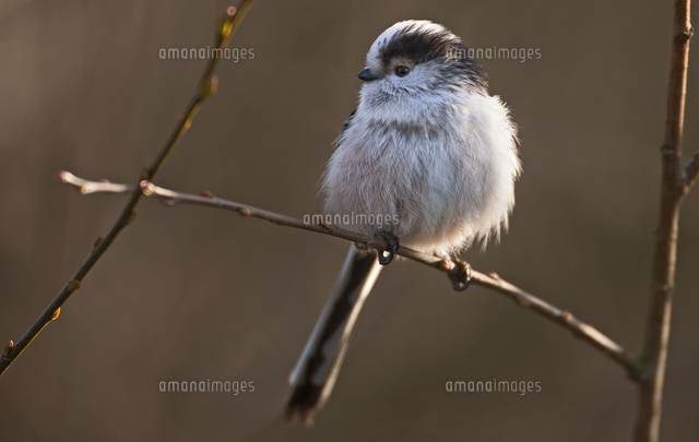 エナガ の写真素材 イラスト素材 アマナイメージズ