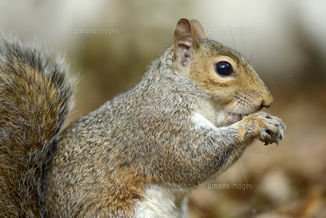 トウブハイイロリス 横顔 の写真素材 イラスト素材 アマナイメージズ
