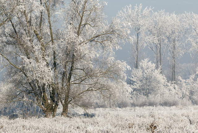 冬の霜の風景 の写真素材 イラスト素材 アマナイメージズ