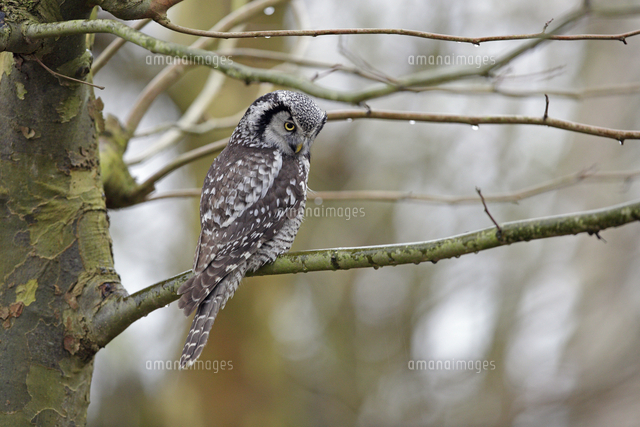 オナガフクロウ の写真素材 イラスト素材 アマナイメージズ