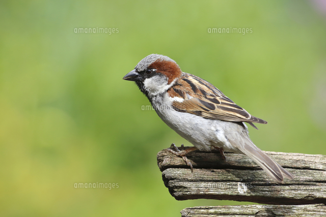 イエスズメ の写真素材 イラスト素材 アマナイメージズ