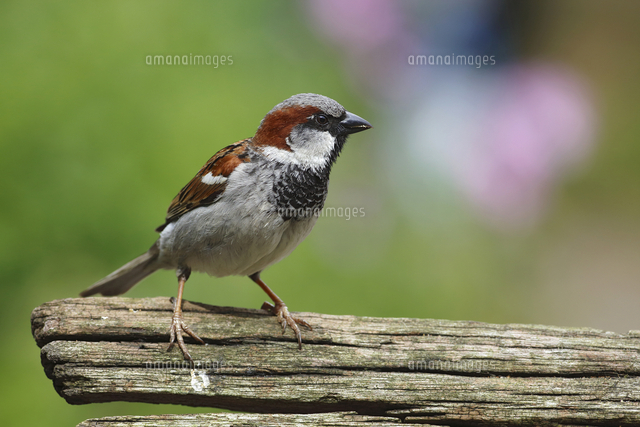イエスズメ の写真素材 イラスト素材 アマナイメージズ