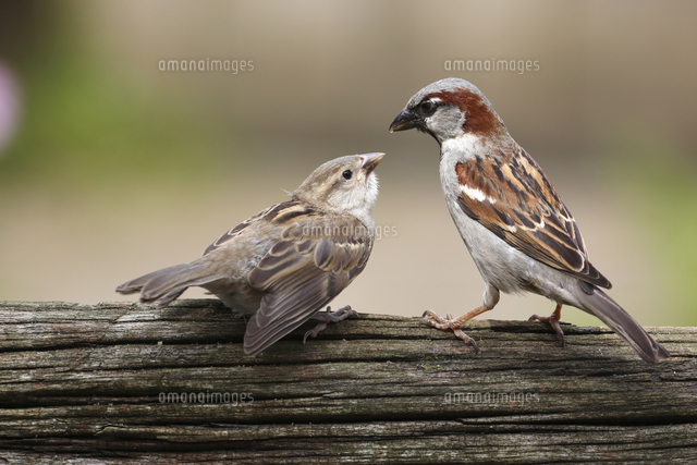 ヒナに餌をあたえるイエスズメ の写真素材 イラスト素材 アマナイメージズ