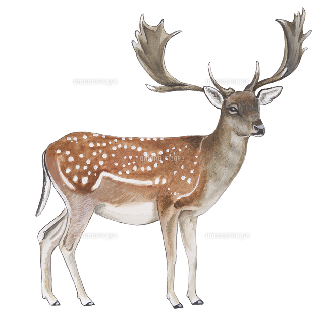 ダマジカ　他は確認用です ダマジカ イラスト[32284002726]の写真・イラスト素材｜アマナイメージズ