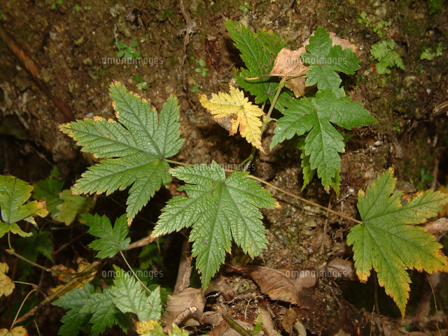 アサノハカエデの写真素材 ストックフォト アマナイメージズ