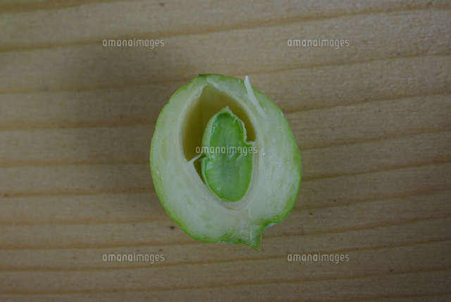 イチョウの実の断面 の写真素材 イラスト素材 アマナイメージズ