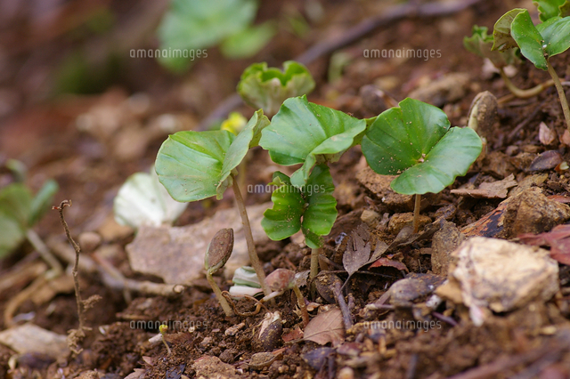 イヌブの芽生え の写真素材 イラスト素材 アマナイメージズ
