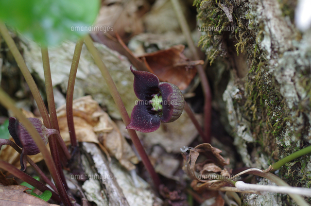 ウスバサイシンの花のアップ の写真素材 イラスト素材 アマナイメージズ
